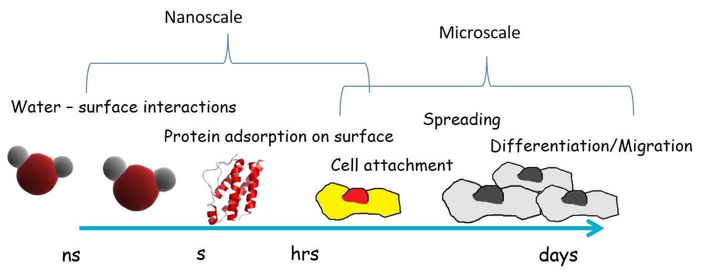 Biomaterial interaction with the biological surrounding